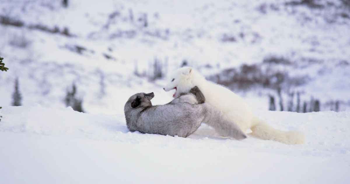 Kina & Yuk, renards de la banquise